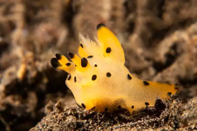 What are the yellow sea slugs called