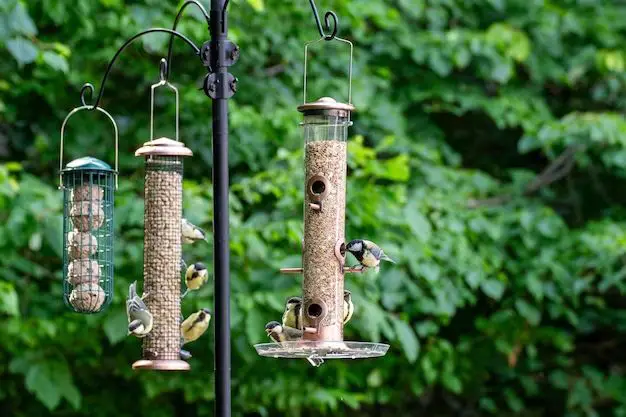 Do birds prefer certain color bird feeders?