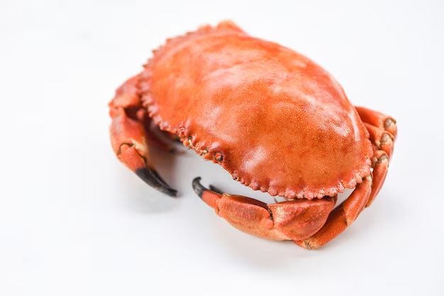 What crab is similar to stone crab?